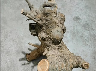 什么是榔榆生桩？要怎么养护？